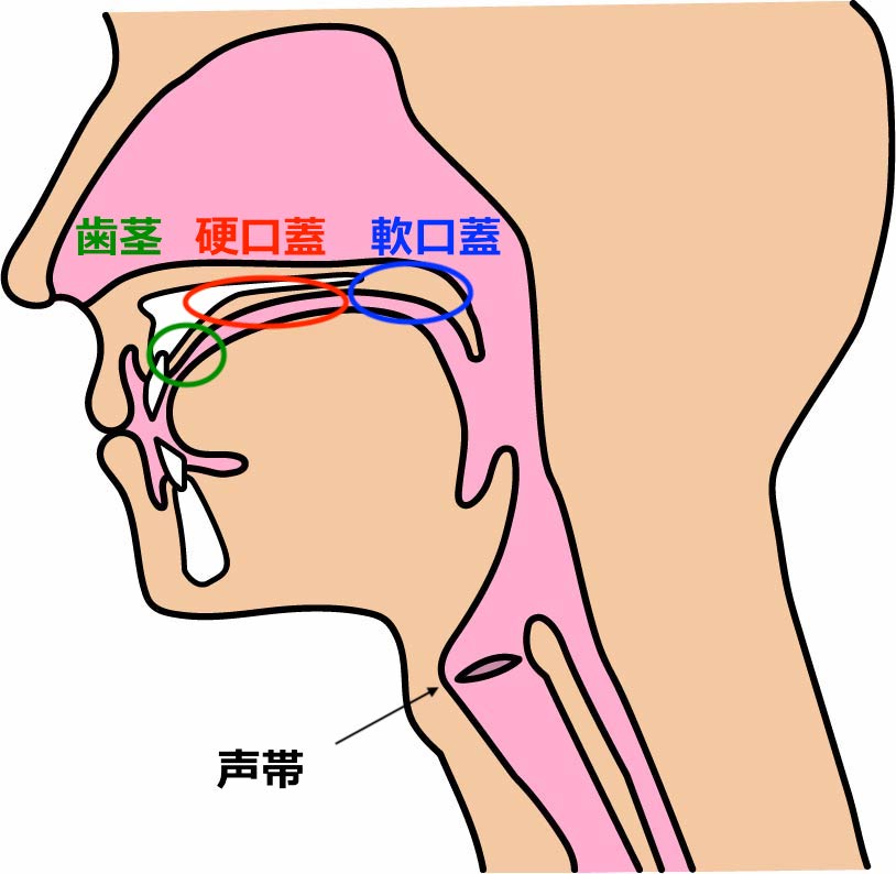 歯茎・硬口蓋・軟口蓋・声帯