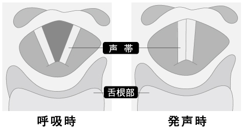 声帯について