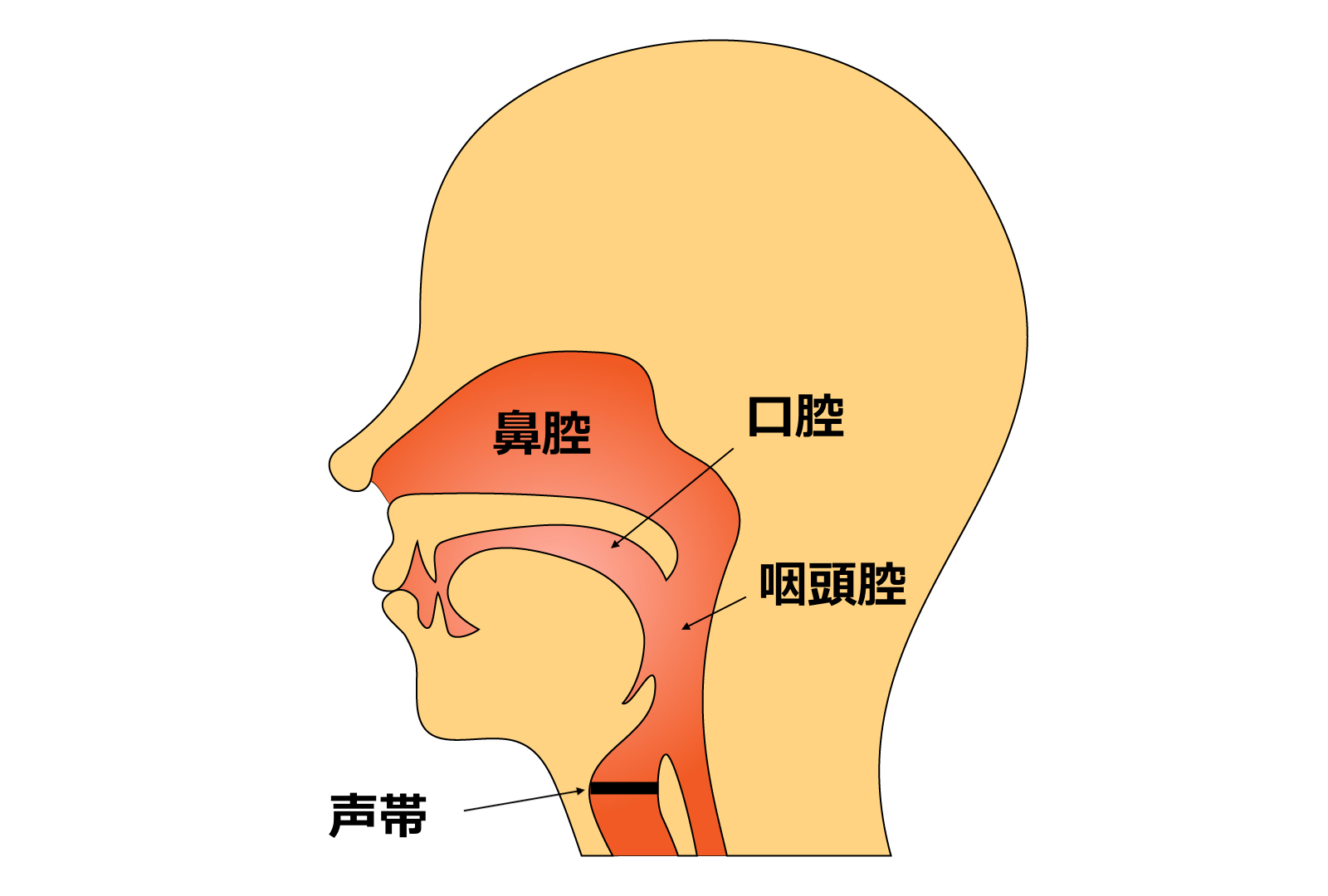 声帯と共鳴腔の位置