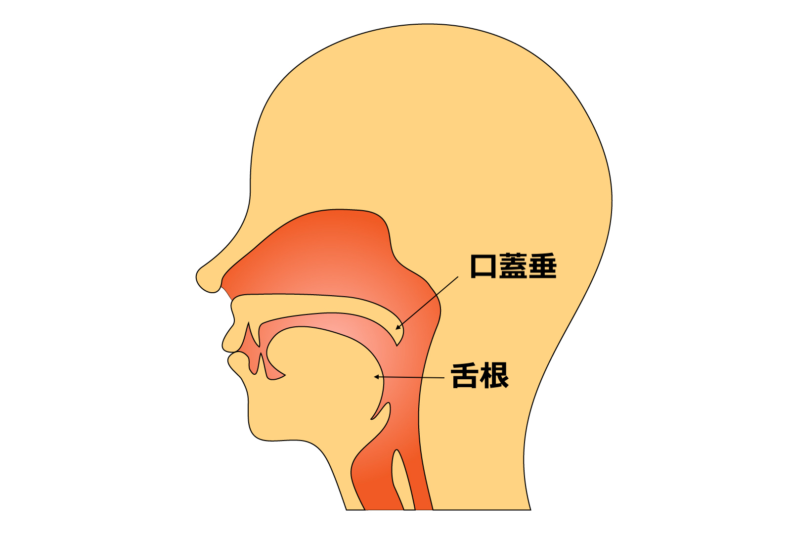 舌根と口蓋垂の位置の図
